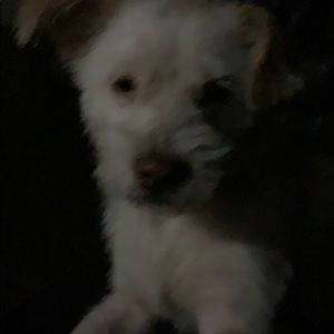 Meet your Posher, Samy